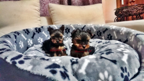Bellos Yorkshire Terrier 550 Yorky Puros Macho Y Hembra