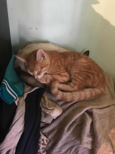 Gatitos Tabby Orange
