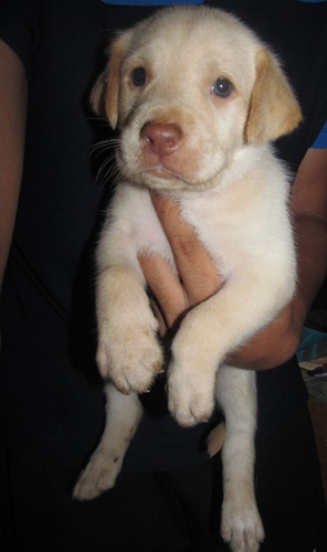 Cachorro Labrador Retriever