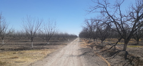 Terreno Con Nogales En Venta En San Pedro De Las Colonias, Coahuila