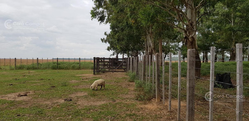 Imagen 6 de 14 de Se Vende Campo Foresto-ganadero De 1123 Ha En Paraje Galarza. Iberá. Corrientes