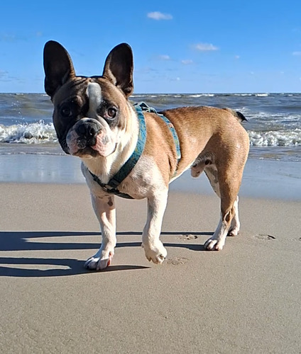 Perro Macho Para Monta