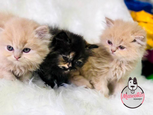 Imagen 1 de 5 de Espectaculares Gatos Persa Disponibles Mascotas Rionegro