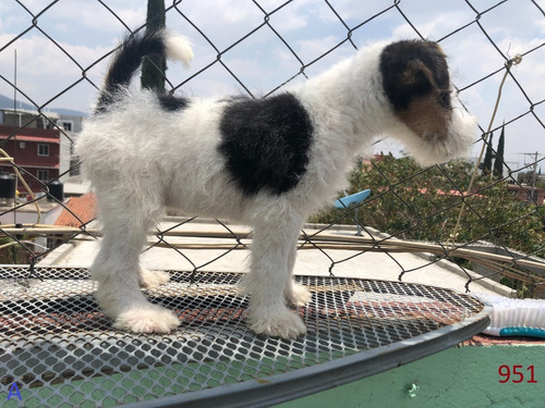 Venta De Cachorro Fox Terrier  