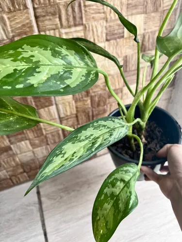 Aglaonema Pictum Tricolor Rara Colecionável | MercadoLivre Aglaonema Pictum Tricolor Rara Colecionável | MercadoLivre