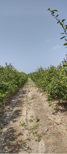 Terreno Agrícola En Cañete Herbay Alto Con Planta De Mandari