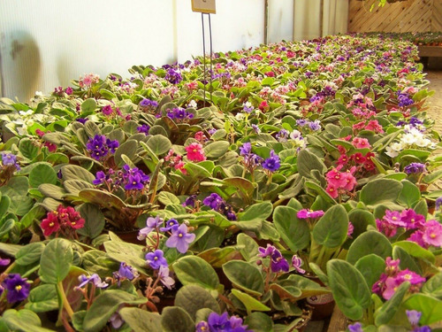 Fertilizante Violetas Forth - 60ml - Floração E Coloração
