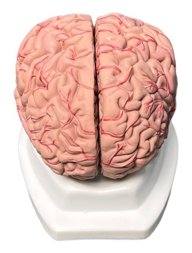 Modelos Anatómicos: Cerebro Humano Tamaño Natural