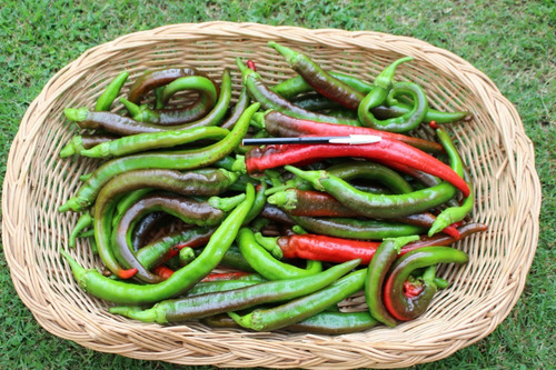 Imagen 4 de 4 de Semillas Ají Dulce - Pimiento Raro X Sobre Huerta
