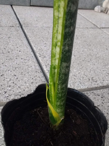Planta Lengua D Suegra Sansevieria Purif Aire D Toxinas 54cm
