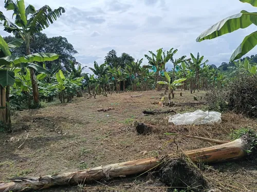 Se Vende Finca Quebradanegra Calarcá Quindío