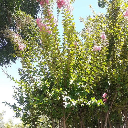 Imagen 2 de 4 de Lagerstroemia Indica (árbol De Júpiter) 15lts