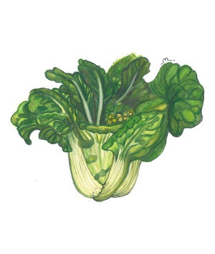Semillas De Pakchoi Sitopia