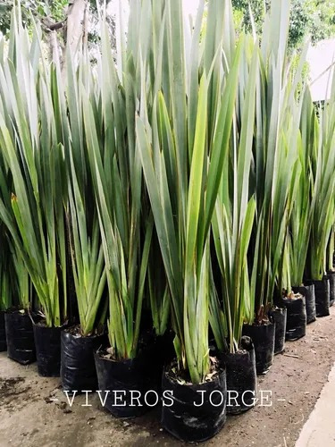Imagen 4 de 4 de Planta Formio Verde