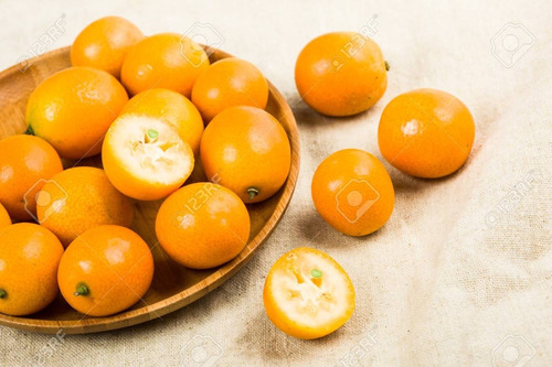 Limon Kamquat C/semilla Arbolito Frutal Injertado Productor