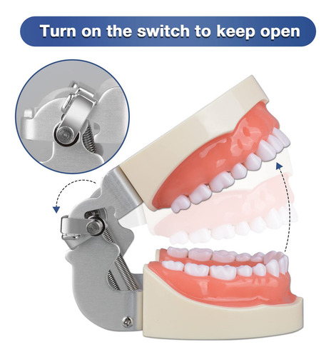 Typodont - Modelo De Dientes Con 32 Dientes Desmontables