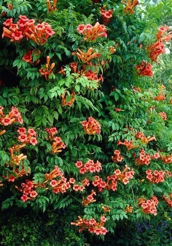 Imagem 7 de 10 de Mudas De Trombeta Chinesa - Campsis Grandiflora