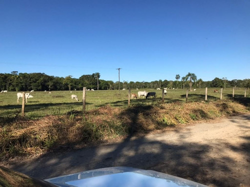 Imagem 14 de 29 de Fazenda À Venda, 3509000 M² Por R$ 2.000.000 - Centro - Pariquera-açu/sp - Fa0216
