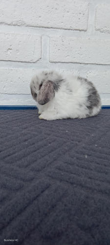 Conejitos Holland Lop, O Belier Enano (Usado)