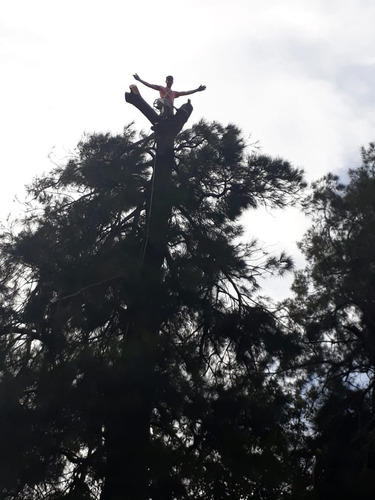 Imagen 2 de 10 de Poda, Tala, Extracción De Árboles/poda En Altura Zona Sur