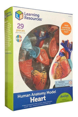 Modelo Anatomico Del Corazon / Anatomy Hearth (29 Pzs)