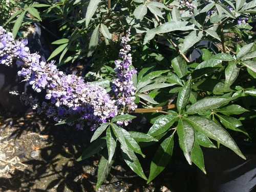Semillas De Vitex Agnus-castus Sauzgatillo 200 Piezas