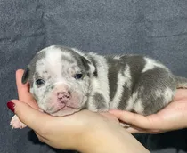 Comprar Cachorros American Bully