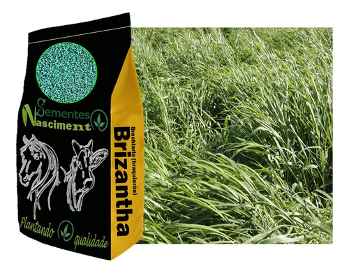 2kg Sementes Incrustadas Brizantha Marandu Alta Performance