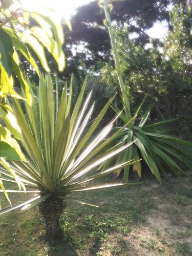 Imagem 14 de 24 de Sitio/chácara De Tangerina