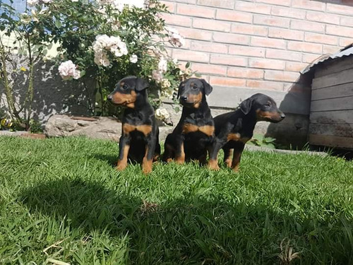 Doberman Aleman Envios Y Entregas A Todo El Pais