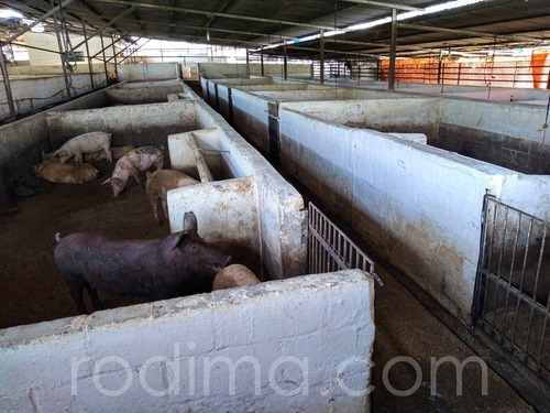 Imagen 10 de 29 de Granja Agrícola Y Porcina Turmero, De 5.7 Hectáreas 04123465023