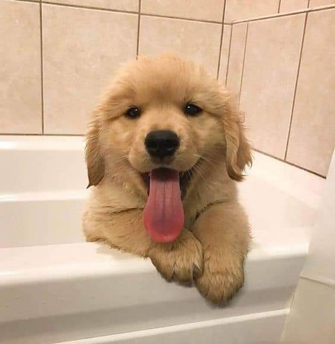 Golden Retriever