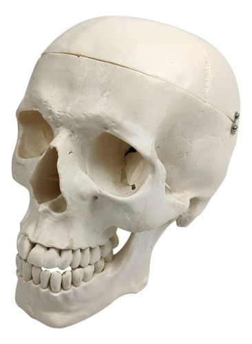 Modelo Anatómico De Cráneo Humano Adulto, Tamaño (7.8 ''