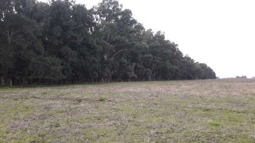 Imagen 4 de 6 de Campo En Venta En Punta Indio 93 Hectáreas Sobre Ruta