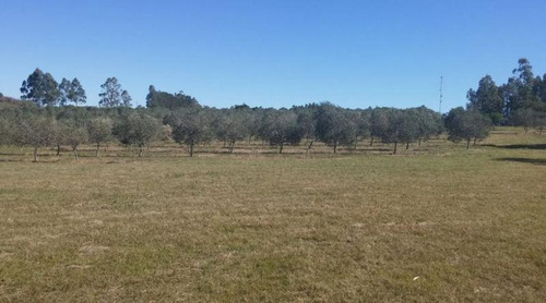 Chacra - Punta Ballena