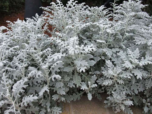 Cineraria Maritima Senecio Flor Sementes Para Mudas