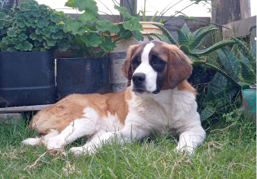 Cachorra San Bernardo