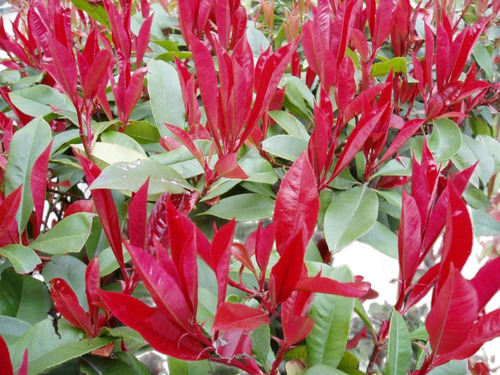 Arbusto, Photinia Serratifolia 20lts