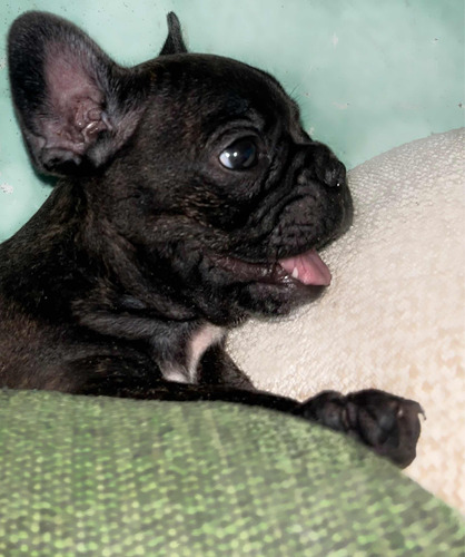 Perro Bulldog Francés Con Un Mes Y 10 Días