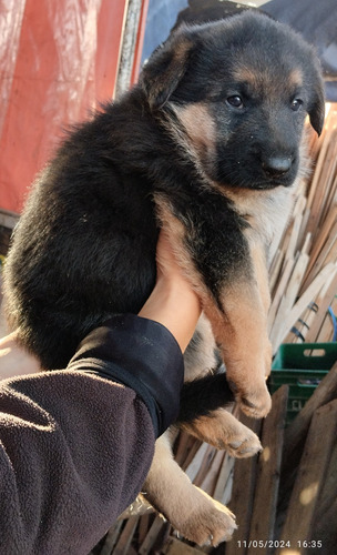 Cachorros Pastor Alemán, Puros, Hermosos