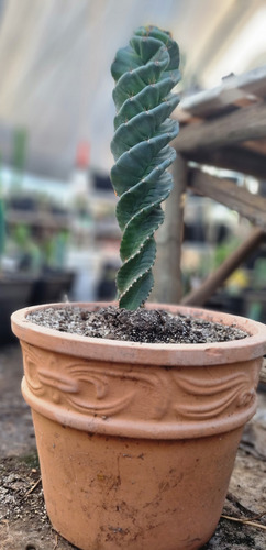 Cactus Espiral Grande En Macetero.