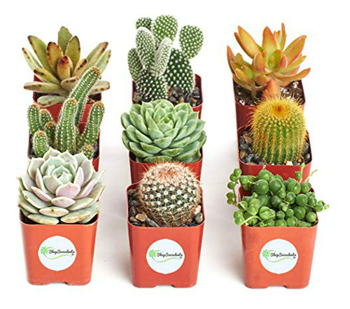 Pack Cactus Y Suculentas - 9 Plantas En Vivo