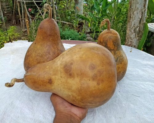 12 Semillas De Guaje Bule Peregrino