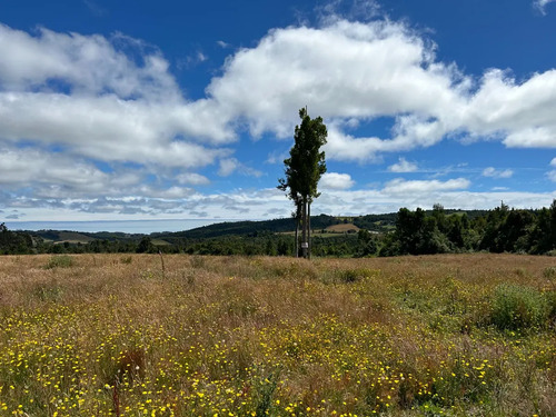 Venta Pc. 5.000 Mts.2 Despejada Fdo. Bellavista Los Muermos