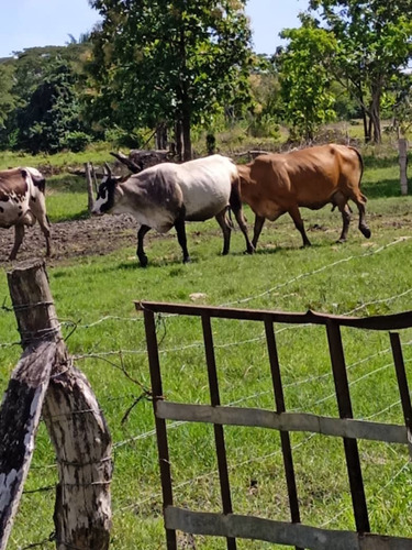 Imagen 4 de 6 de Finca En Los Obispos, Barinas A 30 Min. De Barinas