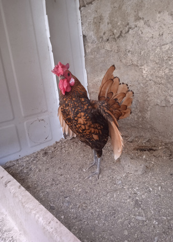 Gallos Gigante De Raza Jersey (Usado)