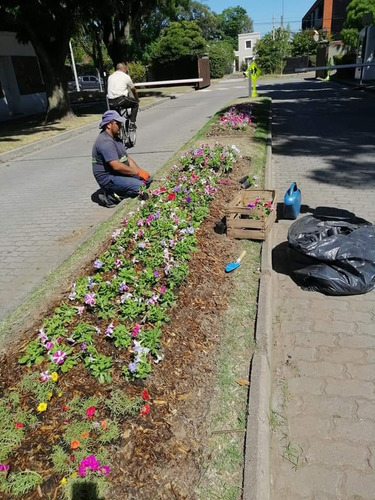 Imagen 5 de 10 de Jardineria, Areas Verdes, Podas, Empresa Reglamenta Sedilor