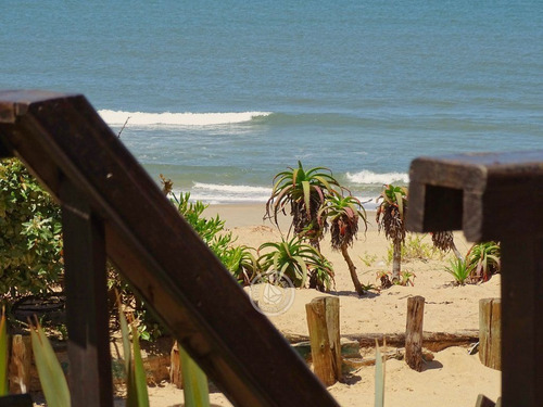 Lobos De Mar En Punta Del Diablo