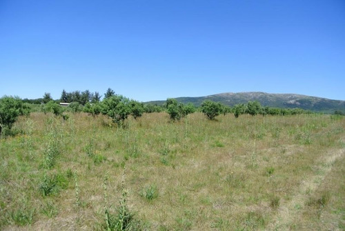 Quinta | Camino Amilcar Pelufo