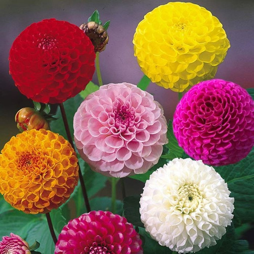 Dalia Dahlia Pompom Mix Cactus Flor Rosa P/ Mudas Sementes | Parcelamento  sem juros